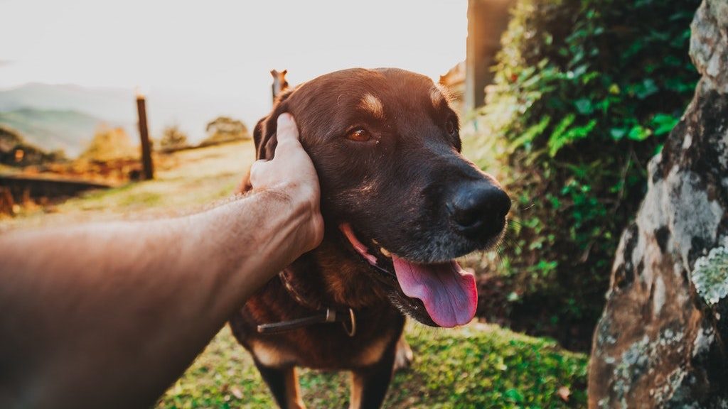 how does pet therapy help the dog